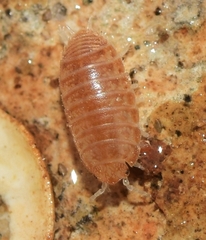 Leptotrichus panzerii