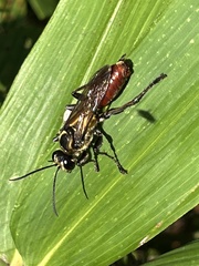 Sphex habenus