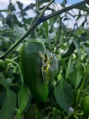 Hyla gratiosa