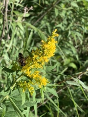 Helophilus fasciatus
