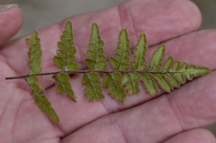 Cheilanthes nudiuscula