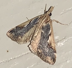 Loxostege albiceralis