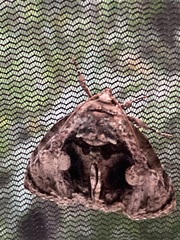 Lepidodes limbulata