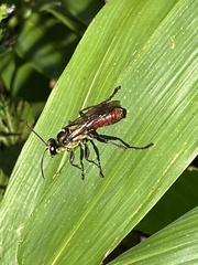 Sphex habenus