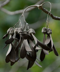 Gyrocarpus americanus