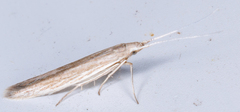 Coleophoridae