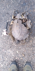 Trachemys ornata