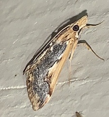 Loxostege albiceralis