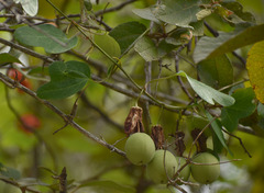 Passiflora aurantia aurantia