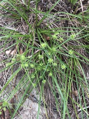 Cyperus croceus