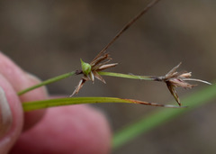 Scleria mackaviensis