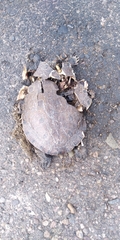 Trachemys ornata