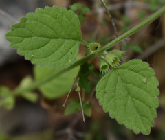 Leucas decemdentata