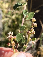 Ceanothus tomentosus