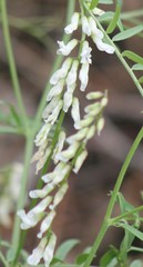Vicia pulchella