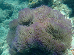 Heteractis magnifica