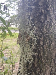 Tillandsia usneoides