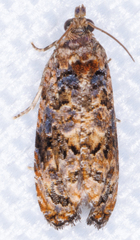 Endothenia hebesana