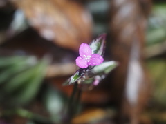 Tradescantia zebrina