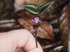 Tradescantia zebrina