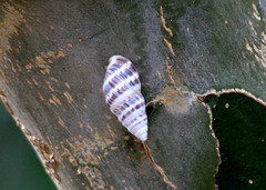 Drymaeus elongatus