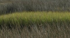 Sporobolus alterniflorus