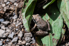 Pseudacris sierra