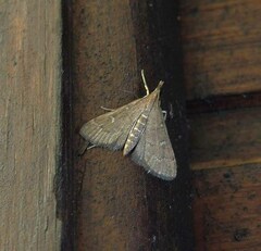 Dolicharthria punctalis