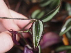 Tradescantia zebrina