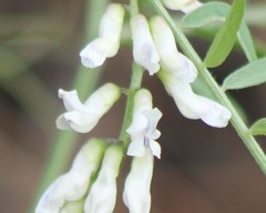 Vicia pulchella