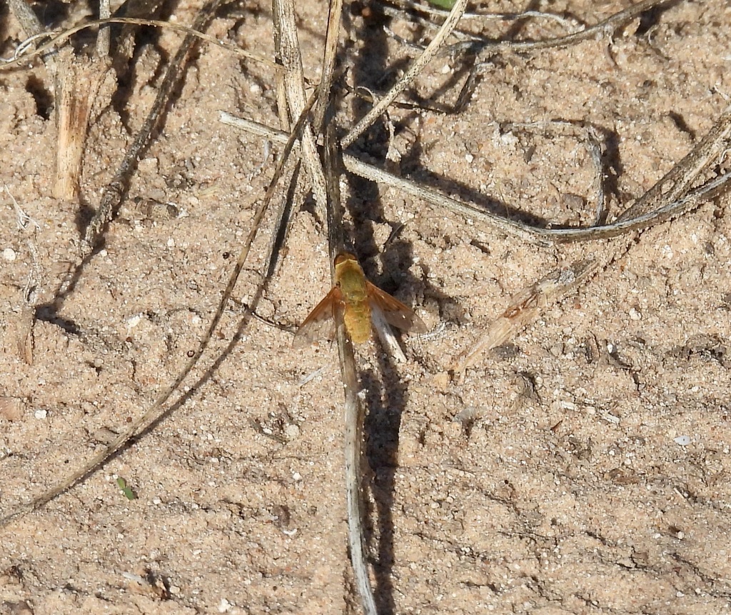 Chrysanthrax edititius