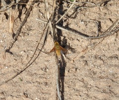 Chrysanthrax edititius