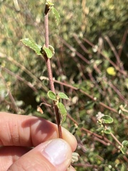 Ceanothus tomentosus