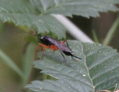 Pimpla
