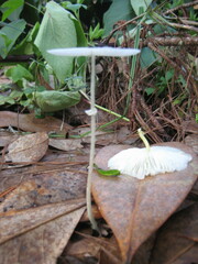 Leucocoprinus fragilissimus