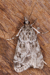 Eudonia heterosalis