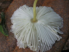 Leucocoprinus fragilissimus