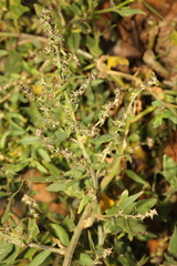 Atriplex patula