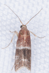 Moodna ostrinella