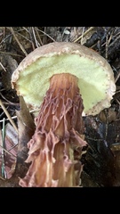 Aureoboletus russellii