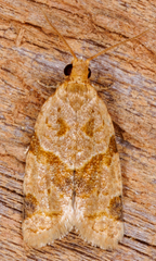 Clepsis peritana
