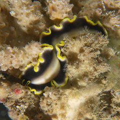 Pseudoceros paralaticlavus