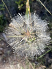 Tragopogon dubius