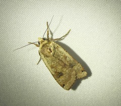 Noctua pronuba