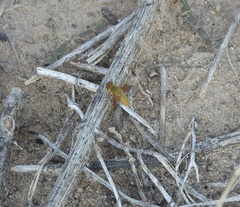 Chrysanthrax edititius