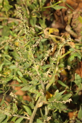 Atriplex patula