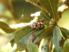 Omophoita magniguttis