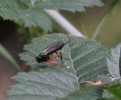 Pimpla