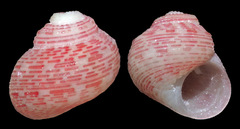Leptothyra nanina