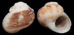 Leptothyra nanina